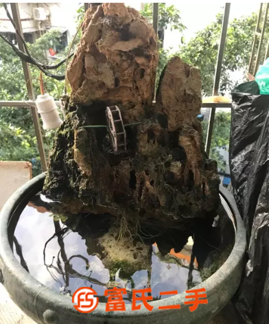 非常漂亮的奇石盆景500便宜卖