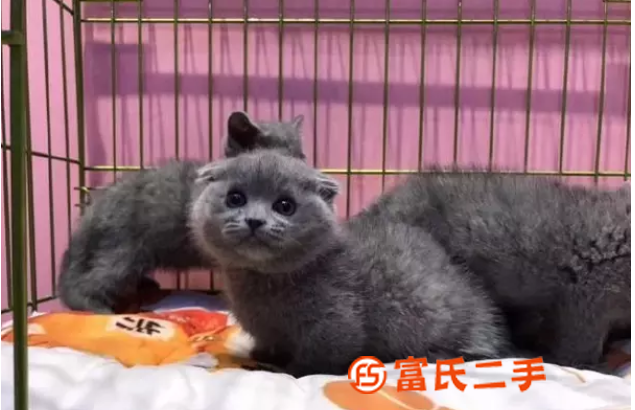 台州小蓝猫多少钱一只，宠物店在哪里