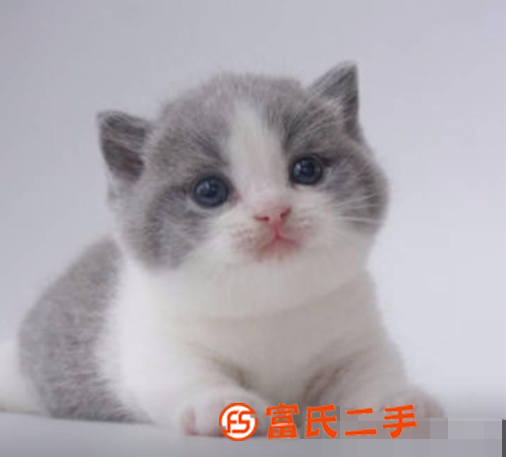 纯种曼基康宠物活体矮脚猫小短腿猫腊肠猫蓝猫纯蓝
