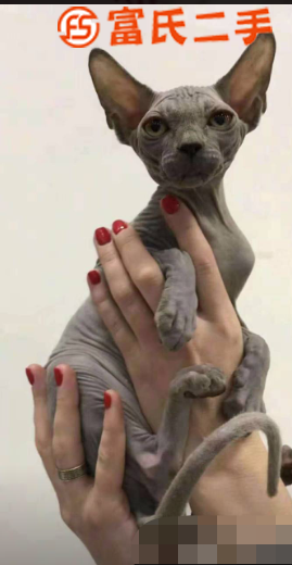 台州哪里有小蓝猫卖的？宠物店在哪里