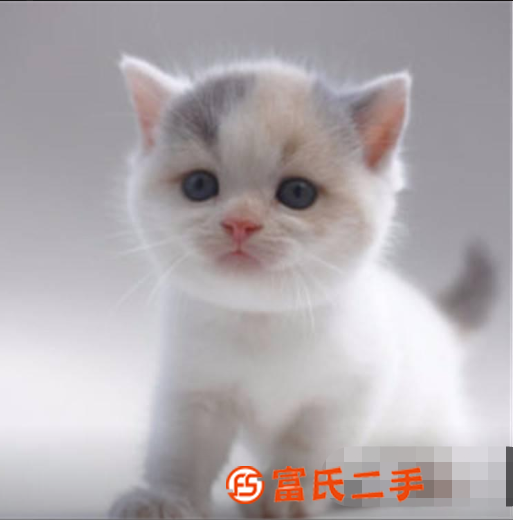 纯种曼基康宠物活体矮脚猫小短腿猫腊肠猫蓝猫纯蓝
