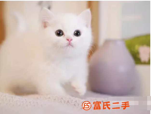 丽**渐层曼基康矮脚—蓝眼银点小短腿—宠物猫里的爱马仕