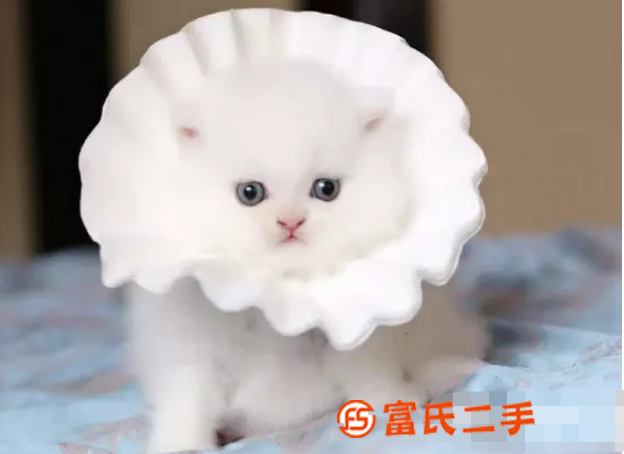 宁波银渐层曼基康矮脚—蓝眼银点小短腿—宠物猫里的爱马仕