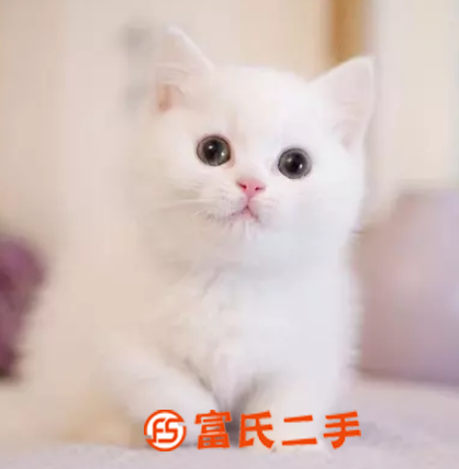 衢州银渐层曼基康矮脚—蓝眼银点小短腿—宠物猫里的爱马仕