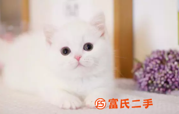 台州银渐层曼基康矮脚—蓝眼银点小短腿—宠物猫里的爱马仕