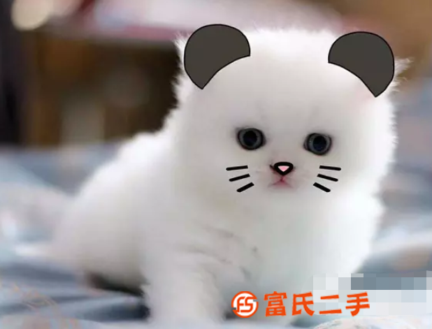 舟山银渐层曼基康矮脚—蓝眼银点小短腿—宠物猫里的爱马仕