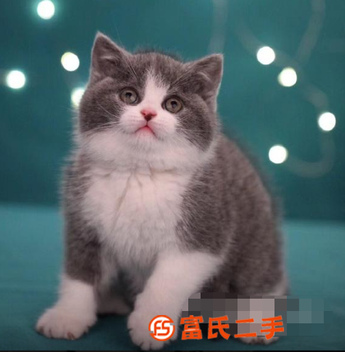 张家界小短腿矮脚猫—长不大的小不点—宠物猫里的爱马仕