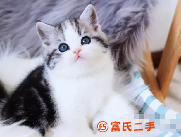 福州小短腿矮脚猫—长不大的小不点—宠物猫里的爱马仕