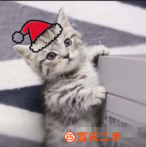泉州小短腿矮脚猫—长不大的小不点—宠物猫里的爱马仕