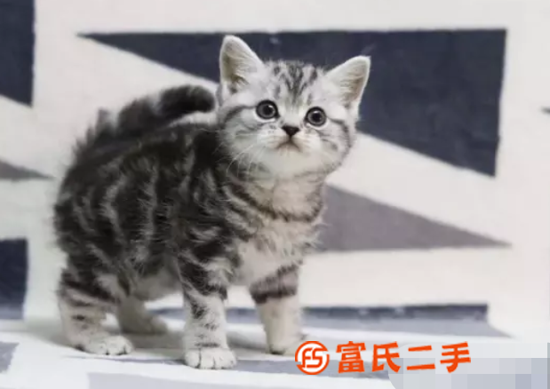 三明小短腿矮脚猫—长不大的小不点—宠物猫里的爱马仕