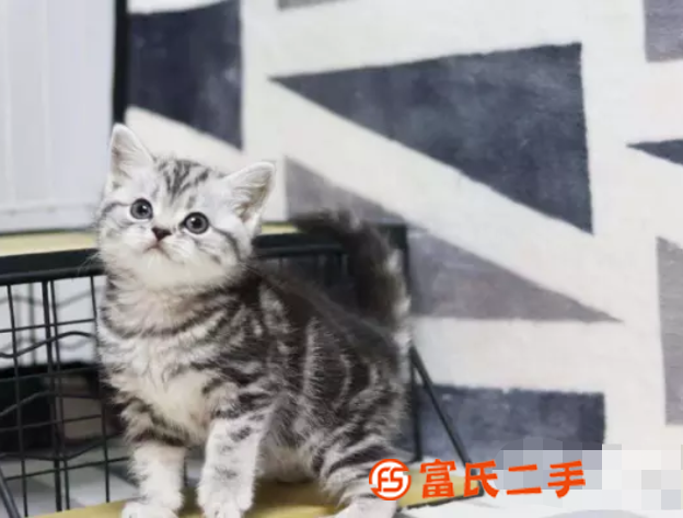 鹤壁小短腿矮脚猫—长不大的小不点—宠物猫里的爱马仕