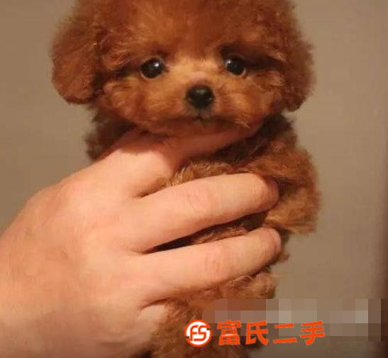 出售纯种泰迪幼犬茶杯泰迪犬贵宾犬泰迪活体宠物狗狗小