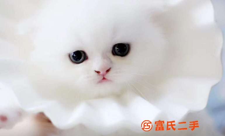平凉银渐层曼基康矮脚—蓝眼银点小短腿—宠物猫里的爱马仕