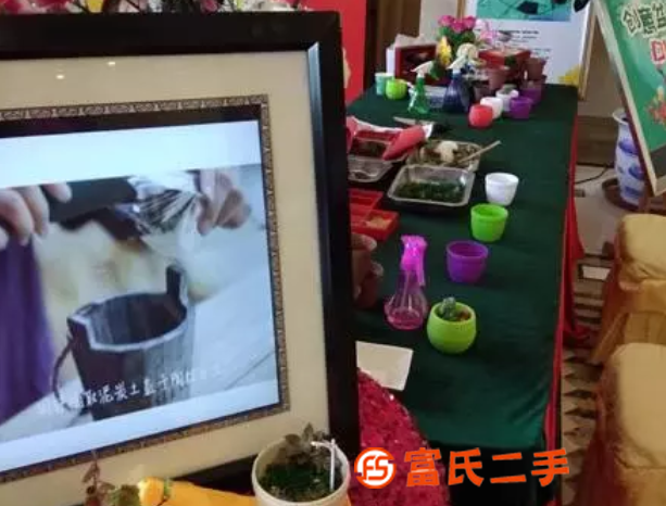 331多肉DIY萌情多肉拼盘DIY创意设计让园艺走