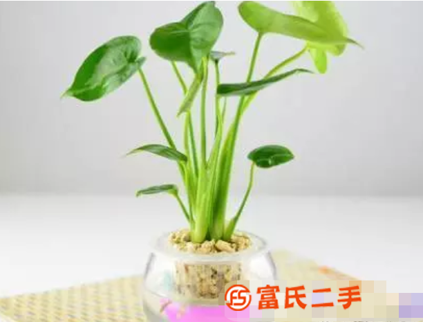 花卉绿植租赁