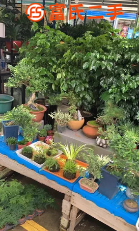 温州花卉市场花店转让