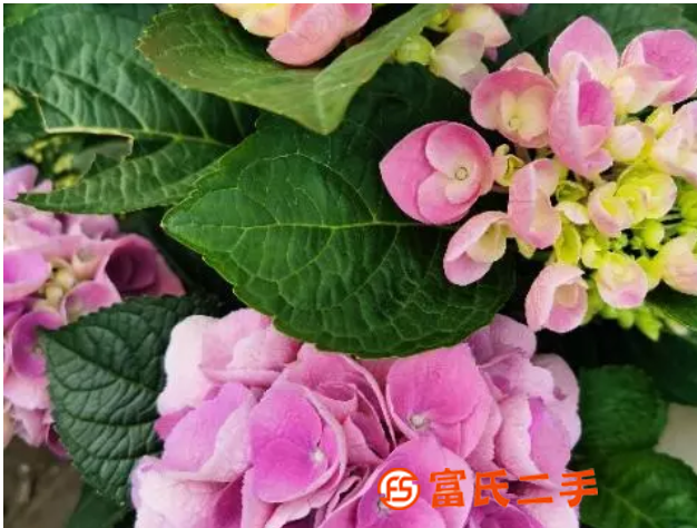 宁波古玩城福水族绿植花卉出售