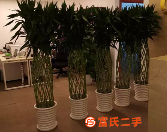 左家庄花卉养护公司,联系电话