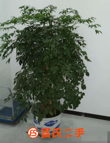 惠新西街花卉公司,量大优惠