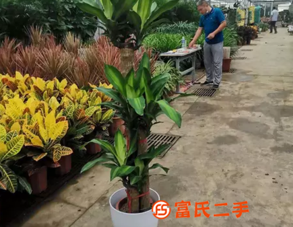 国展花卉出售公司,上门送货