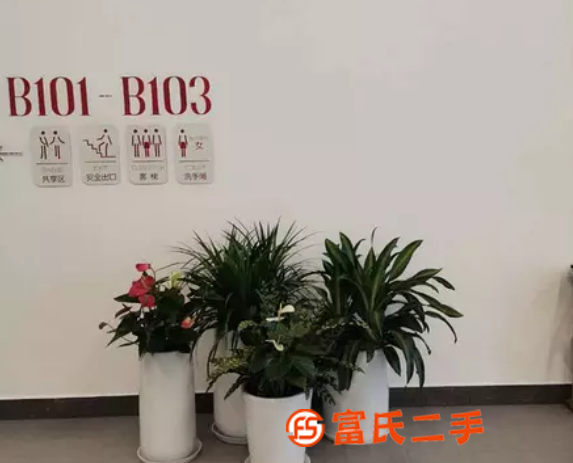 双桥花卉租摆公司,可下单