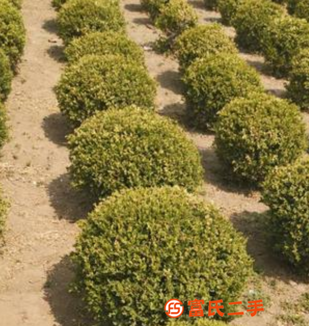花卉 、园林花卉、园林绿化工程 、免修剪草坪