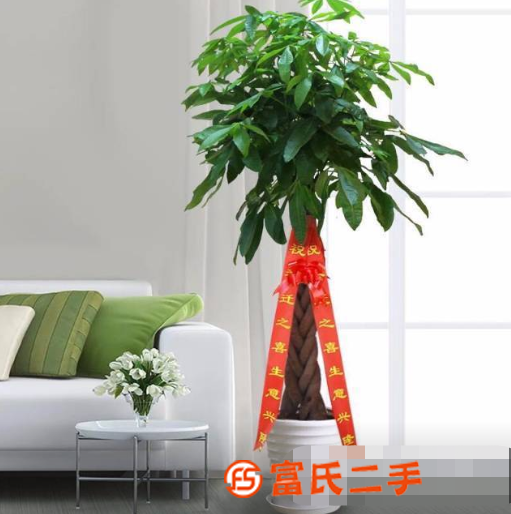 上海办公室租植物绿植租赁盆景盆栽租摆花卉租摆绿植租
