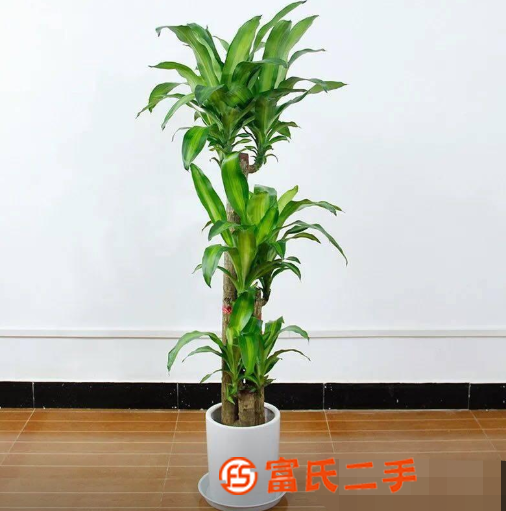 上海市区养护.园林花卉绿化养护绿植植物租赁租摆