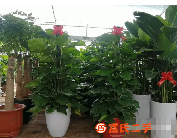 渭南花卉租赁，渭南绿植批发，渭南苗圃市场，渭南盆栽