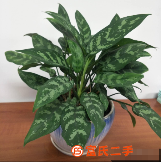 东莞大朗室内绿植养护,花卉盆栽养护,汇安园艺租摆