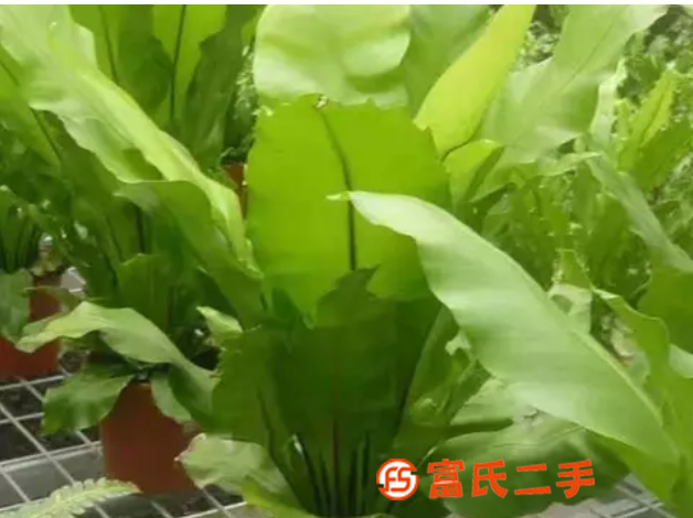 北京花卉苗木盆栽批发的花卉市场