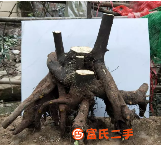 花卉