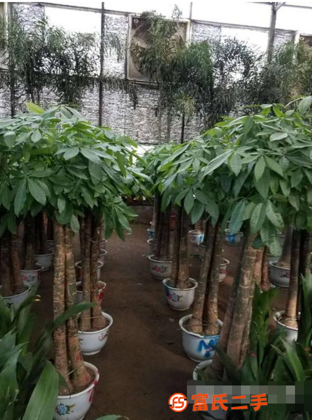 买绿植花卉给送货的花卉市场