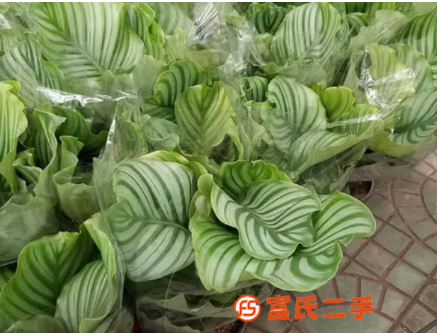 海淀花卉市场现已营业