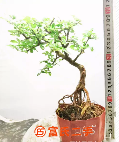 湖北武汉假山现场制作汉阳归元花卉世界德聚缘花木盆景