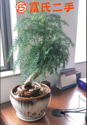 东莞高埗植物出租汇安园艺,花卉出租哪家好-汇安园艺