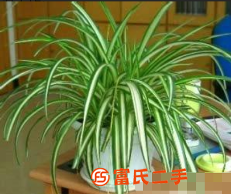 绿植图片大型绿植图片实景绿植图片