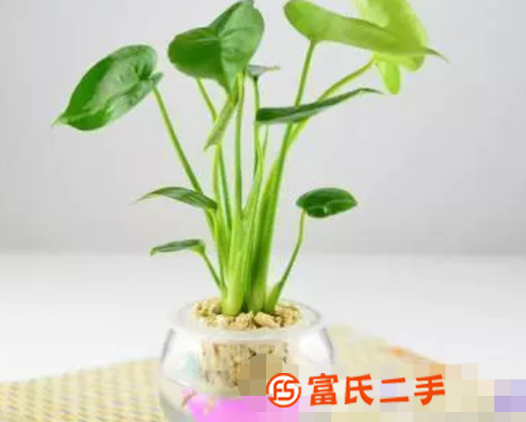 花卉绿植租赁