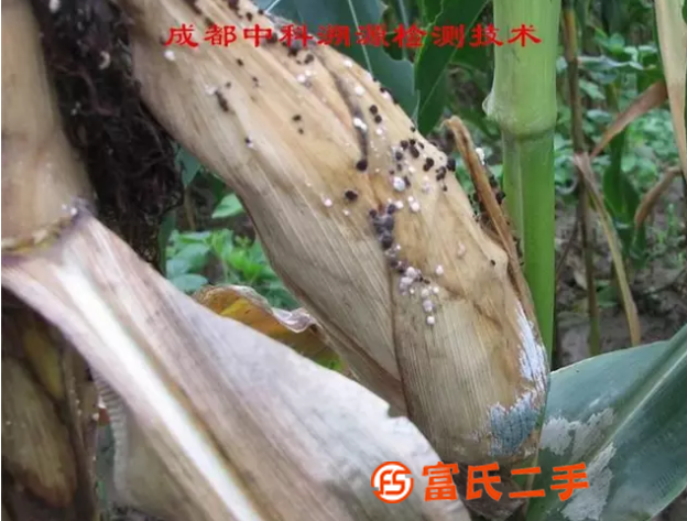 玉米杀虫剂成分检测生产工艺开发