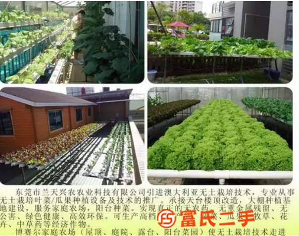 无土栽培技术 无土栽培营养液 草莓西红