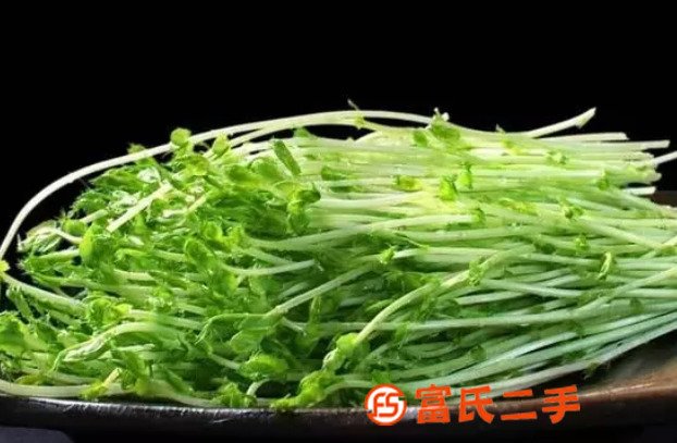 营养液对芽苗菜生长的影响