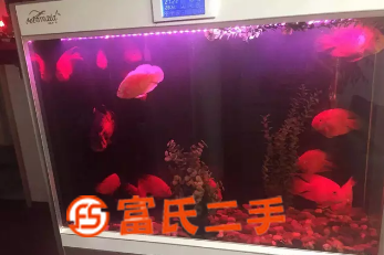 1.2M*1.65M鱼，鱼缸打包转让  1980元